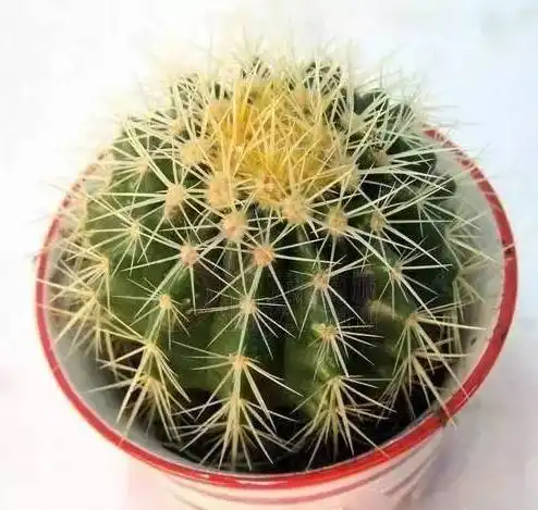 45种绿植养护大全,送给爱养花的人