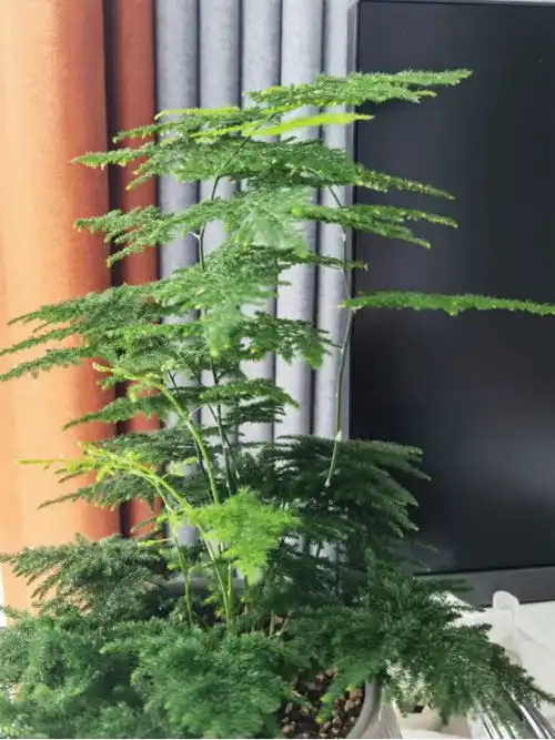 江西一住户,因文竹客厅走红,用9年养成参天大树,好壮观