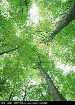 树林47图片免费下载红动网