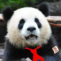 你有哪些收藏来反复看的大熊猫giantpanda的图片