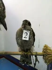 三男子带着国家重点保护动物玩直播,结果被警察叔叔带走了...