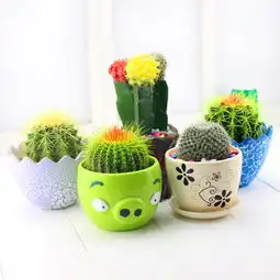 适宜放在家中的8种绿植盆栽,既能美化环境,还能聚财纳祥