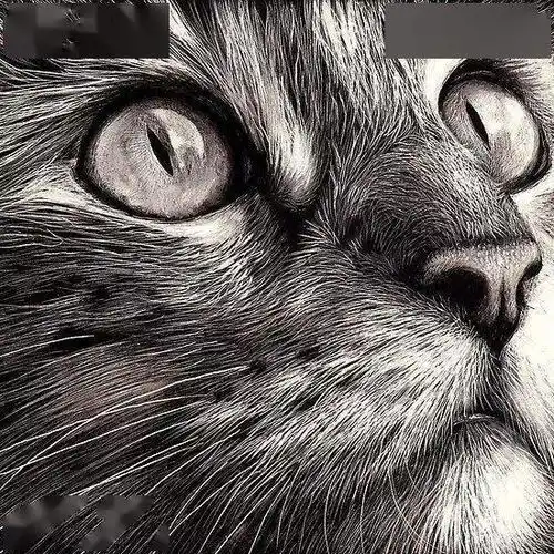 你敢不敢直视猫的眼睛