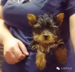 当狗狗被打包带上了地铁之后...