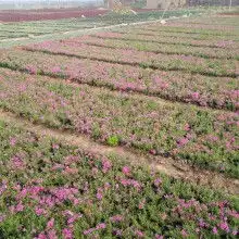 青州市亮国花卉苗木种植专业合作社