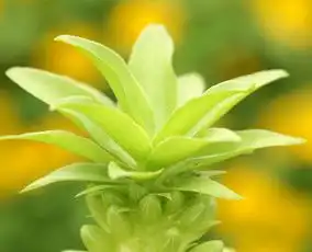 11月底一周打开财富大门,步步高升,往后日进斗金成土豪的生肖