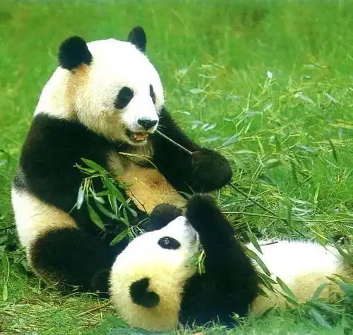 测试一个超长简介的文章