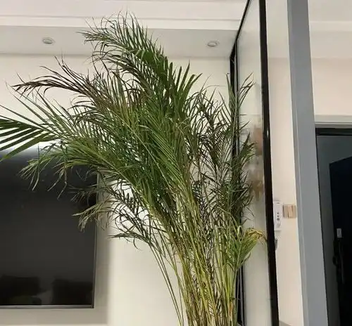 龟背竹,春羽,散尾葵,3种网红绿植,应该怎么选
