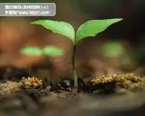 发芽嫩芽绿芽迹象萌芽生命力量萌发生机广告素材大辞典高清图片免费下载jpg格式3514像素编号310205千图网