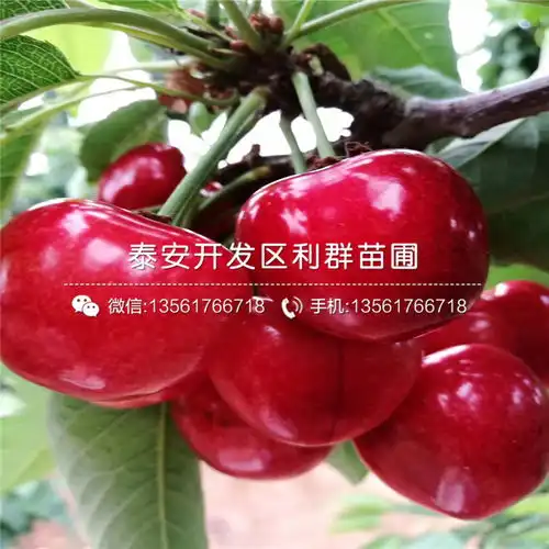 山东矮化1公分大樱桃苗基地-黄页88网
