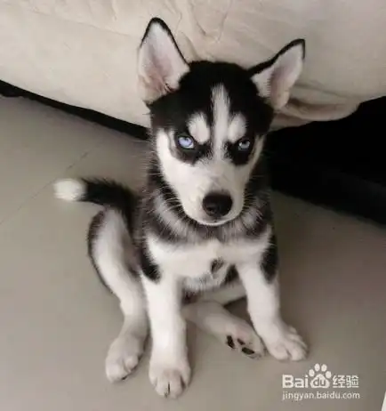 主人怎样给宠物做简单的身体检查