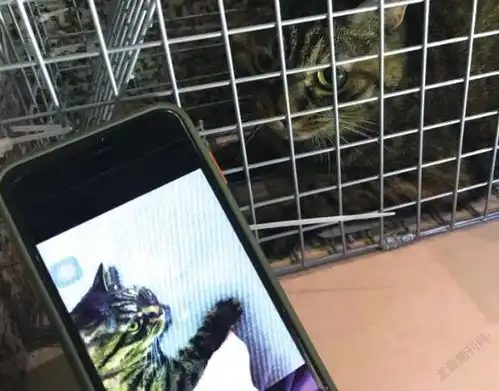 宠物侦探寻宠中看到复杂人性