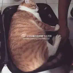 东北虎胖成球变网红都说过年胖三斤,老虎竟然也不例外