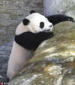 短腿小滚滚旅居西班牙大熊猫动物园内卖萌玩耍