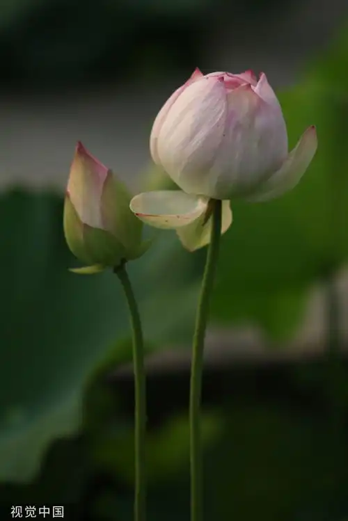 武汉沙湖公园荷花盛开罕见并蒂莲悄然绽放