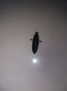 今天家里看到一虫子很恶心,百度半天不知道是什么虫子