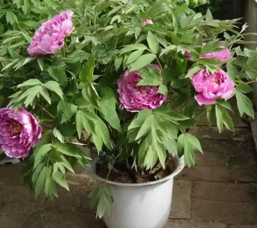 在家养花该如何防治管理用上4招,植物叶片绿开花旺不得虫害