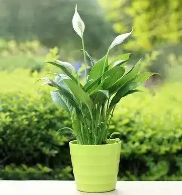 花多采卫生间除味最佳清新剂,摆上这些花轻松除异味