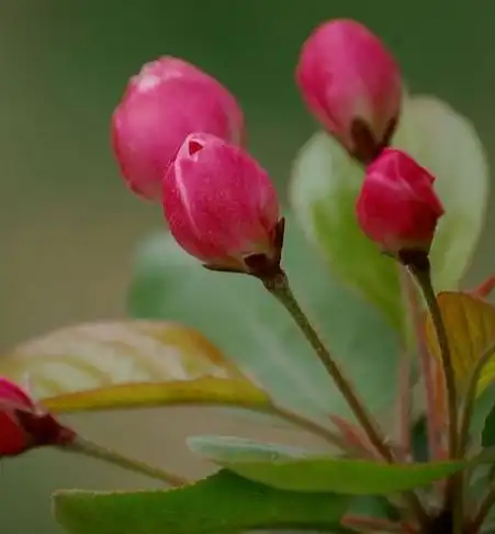 4月鸿运当头,4属相富贵盈门,事业更上一层楼,喜事连连