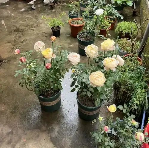夏天养花,多淋雨水,1场雨,顶10次肥,越淋雨,开花越多光合作用养花夏天植物雨水手机网易网