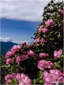 头条关注丨2019年四川省第十四期花卉观赏指数最新发布盛花期成靓丽风景线