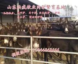 销售种苗供应信息销售种苗批发销售种苗价格找销售种苗产品上淘金地