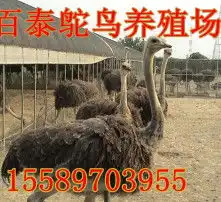 黄页88高清图片