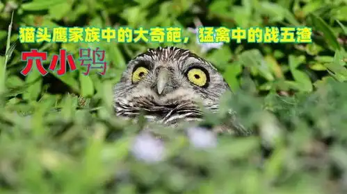 猫头鹰家族中的奇葩,猛禽中的战五渣,穴小鸮