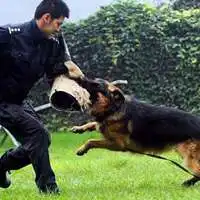 警犬头像拉布拉多微信头像图片大全