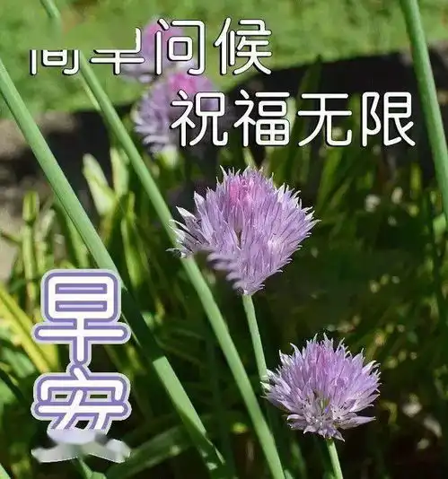 适合早上群发早上好问候语录,特别漂亮的唯美温馨早上问候表情图片