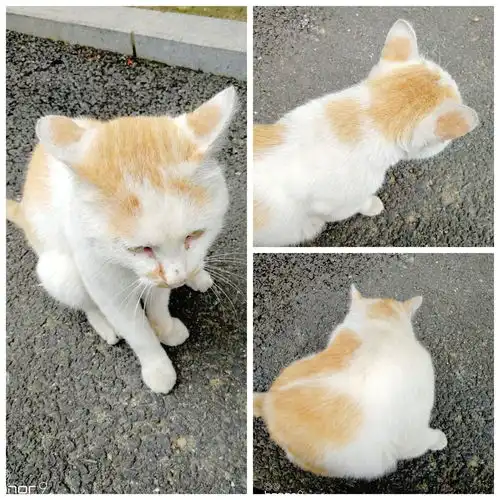 野生的猫也那么萌吗