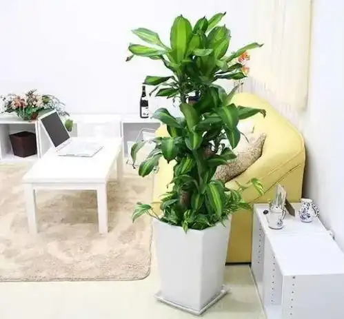 客厅光照不好能在哪几种大型绿植推荐十款,供君选择