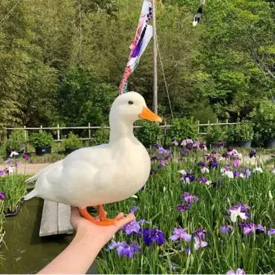 微信鸭子头像图片最近流行很火的真实鸭子头像