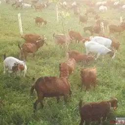 驴毛驴肉驴德州驴关中驴杂交肉驴