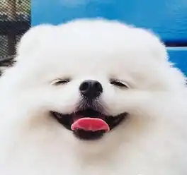 7个月的小博美,一见人就笑,网友看一只狗子竟然恋爱了