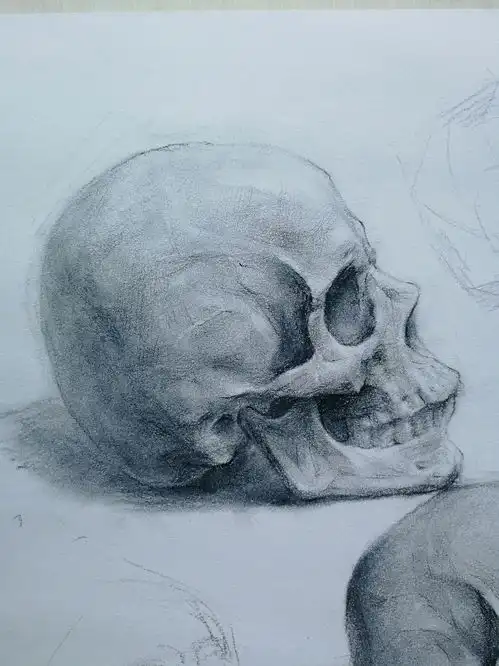 多角度素描头骨绘画