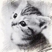 合成素描猫咪微信头像特别形式的猫咪