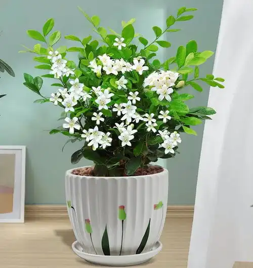 俗话说家有六花,害人败家6种花不能留,你家若有,早处理盆花养花龟背竹多肉植物网易订阅