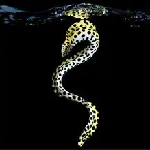 流光溢彩梦幻的海底生物摄影