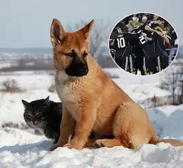皇马猫狗大战穆帅急了他眼中到底谁是猫谁是狗