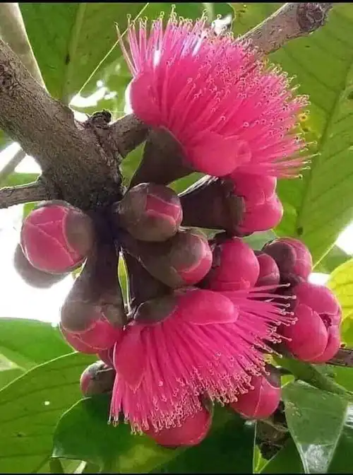 自然风光山水花草树木