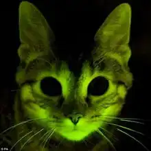 美科学家培育出夜光猫可帮助治疗艾滋病