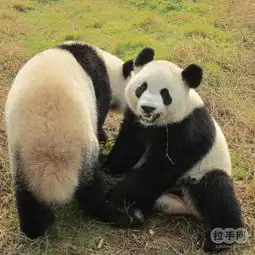 北京动物园熊猫馆的介绍