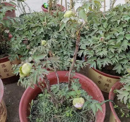 春天养牡丹,做好这几件事,开花硕大美丽雍容华贵
