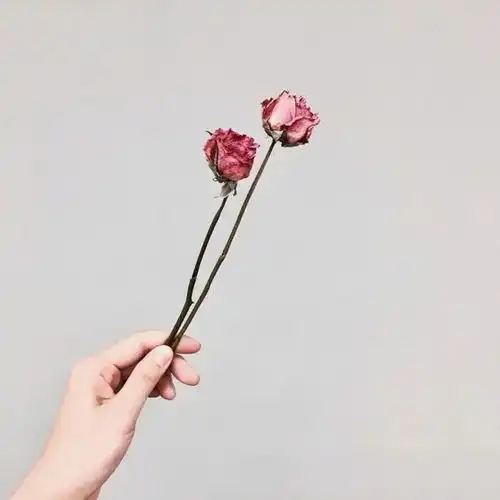朋友圈成熟优雅的爱情句子