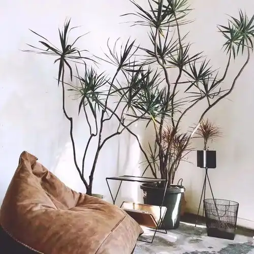 别人家这些时髦又好看的绿植到底叫什么