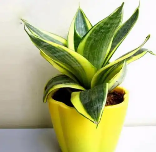 绿植盆栽长得慢吞吞黄叶找出这种药用上,一个月就见好