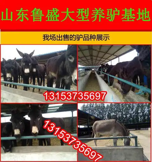 河北张家口哪里有德州驴出售