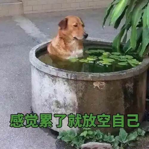 斗图日常做狗呢,最重要的是开心