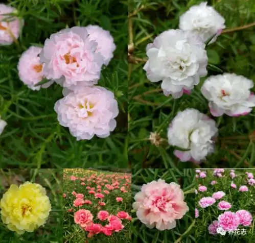 7月骄阳似火,养花就盆栽太阳花,重瓣花型如牡丹,打理省劲